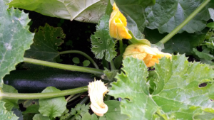 Courgette in garden. Courgette in garden.